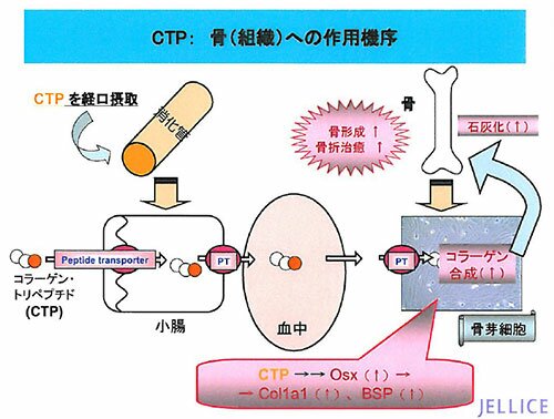 �}�P�FCTP�̍��g�D�ւ̍�p�@��
